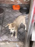Filhotes de cachorro diversos 