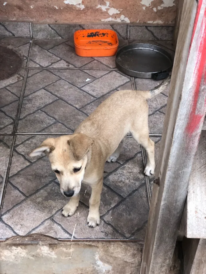 Cachorro raça SRD-ViraLata idade 2 a 6 meses nome Filhotes de cachorro diversos 