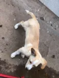 Filhotes de cachorro diversos 