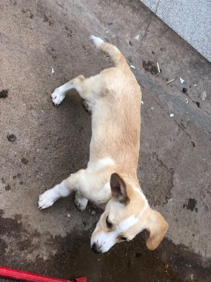 Cachorro raça SRD-ViraLata idade 2 a 6 meses nome Filhotes de cachorro diversos 