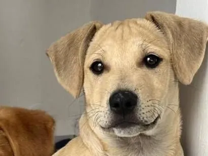 Cachorro raça SRD-ViraLata idade 2 a 6 meses nome caramelinho