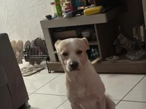 Cachorro raça SRD-ViraLata idade 3 anos nome Zeus