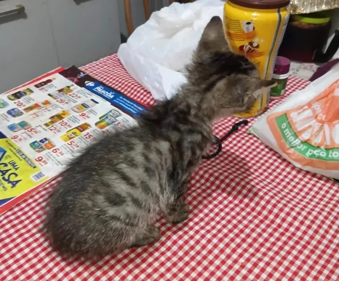Gato raça SRD-ViraLata idade Abaixo de 2 meses nome o dono não colocou nome