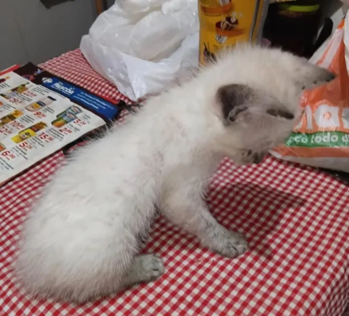 Gato raça SRD-ViraLata idade Abaixo de 2 meses nome o dono não colocou nome