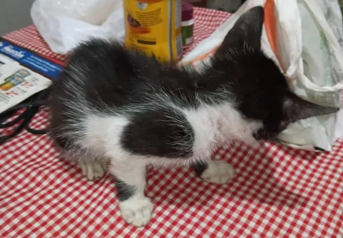 Gato raça SRD-ViraLata idade Abaixo de 2 meses nome o dono não colocou nome