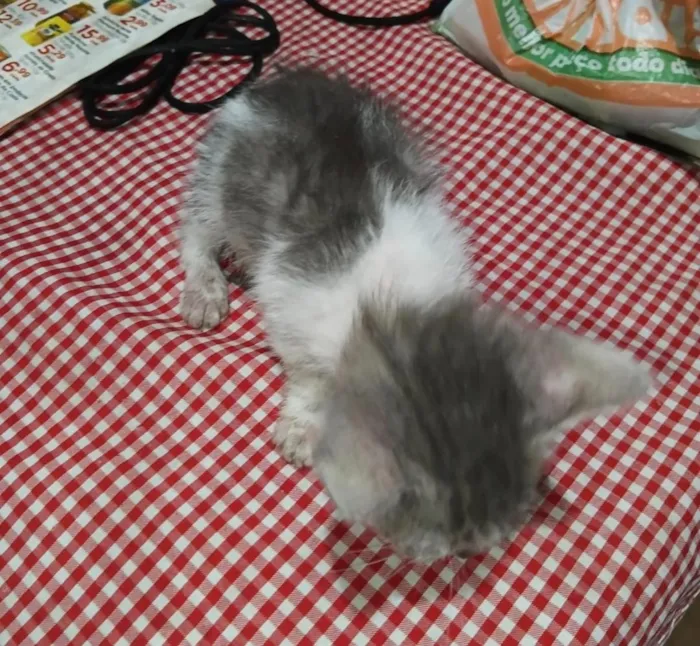 Gato raça SRD-ViraLata idade Abaixo de 2 meses nome o dono não colocou nome