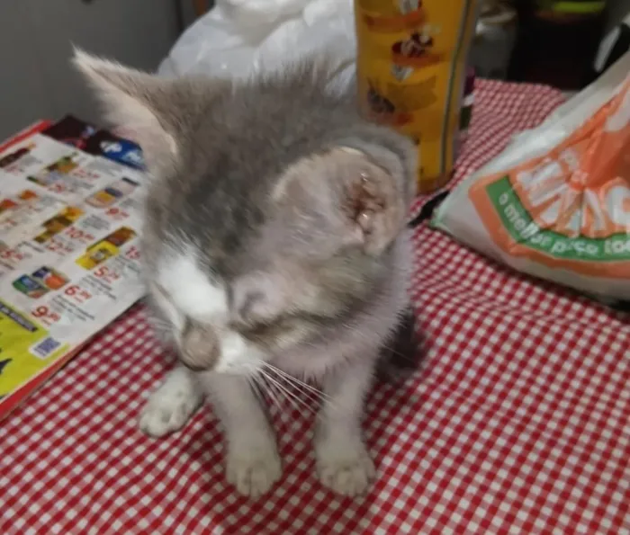 Gato raça SRD-ViraLata idade Abaixo de 2 meses nome o dono não colocou nome