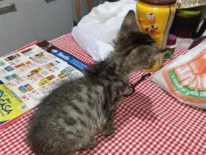 Gato raça SRD-ViraLata idade Abaixo de 2 meses nome o dono não colocou nome