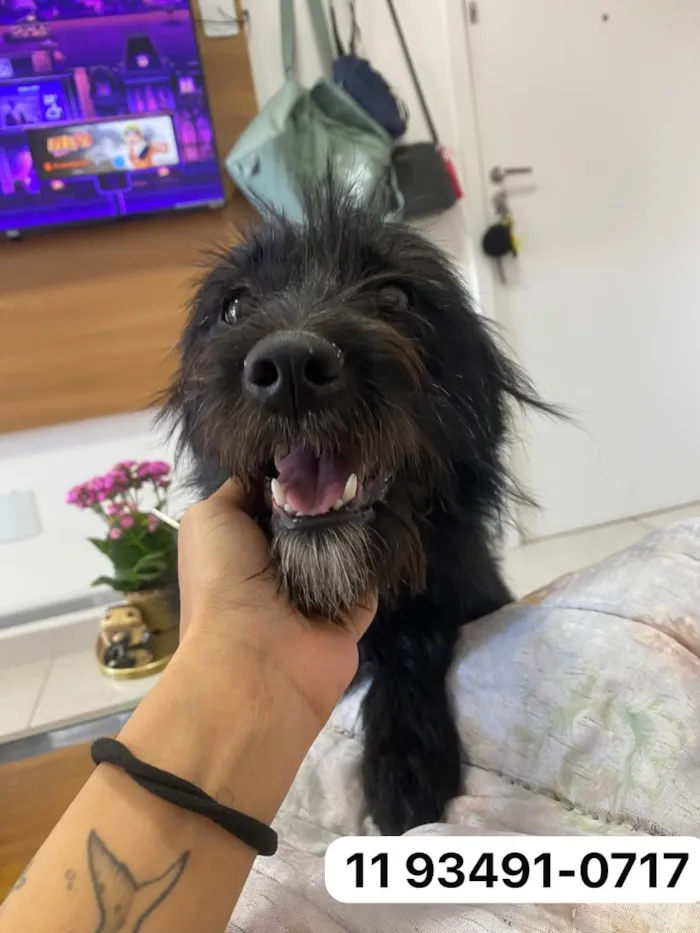 Cachorro raça SRD-ViraLata idade 1 ano nome Maya
