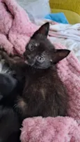 gata