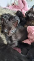 gato