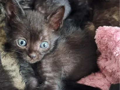 Gato raça SRD-ViraLata idade 2 a 6 meses nome gato