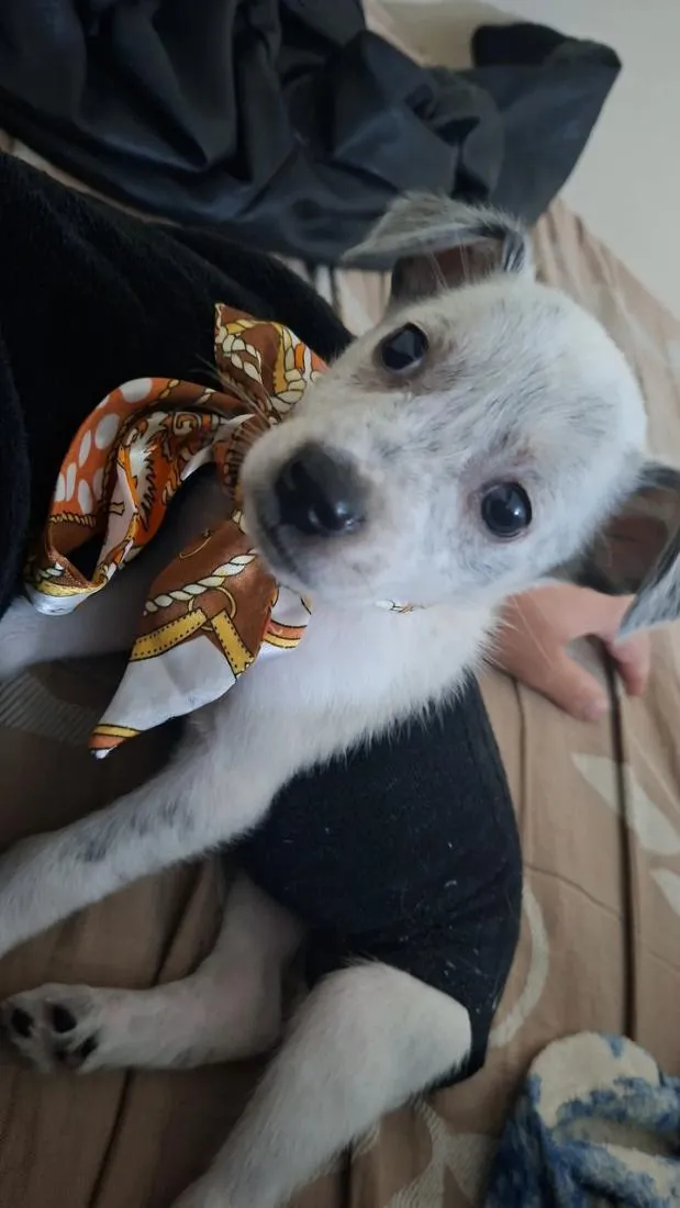 Cachorro raça SRD-ViraLata idade 2 a 6 meses nome Steven 