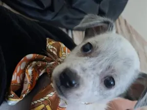 Cachorro raça SRD-ViraLata idade 2 a 6 meses nome Steven 