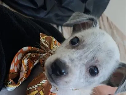 Cachorro raça SRD-ViraLata idade 2 a 6 meses nome Steven 