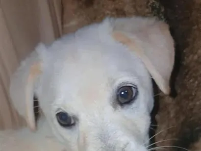 Cachorro raça SRD-ViraLata idade 2 a 6 meses nome Pandora