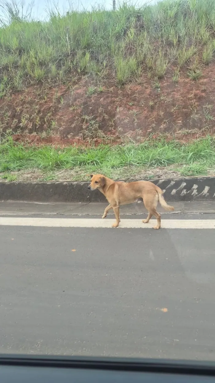Cachorro raça SRD-ViraLata idade 2 a 6 meses nome Simba