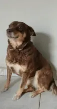 Simba