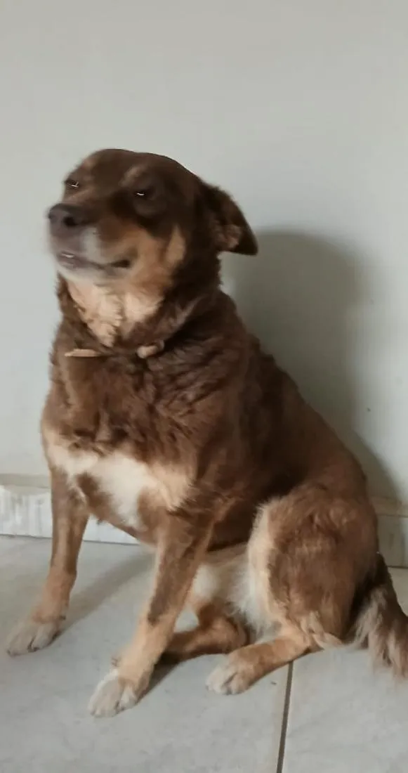 Cachorro raça SRD-ViraLata idade 2 a 6 meses nome Simba