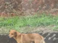 Simba