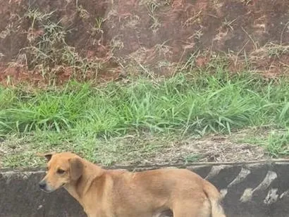Cachorro raça SRD-ViraLata idade 2 a 6 meses nome Simba