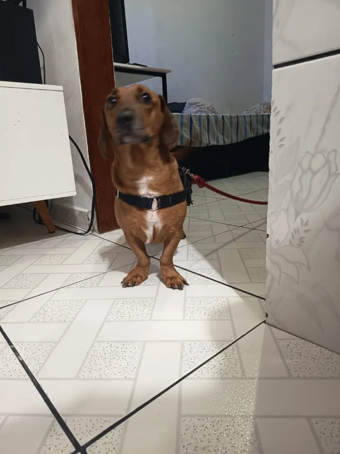 Cachorro raça SRD-ViraLata idade 3 anos nome jake