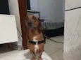 jake
