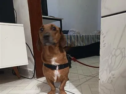 Cachorro raça SRD-ViraLata idade 3 anos nome jake