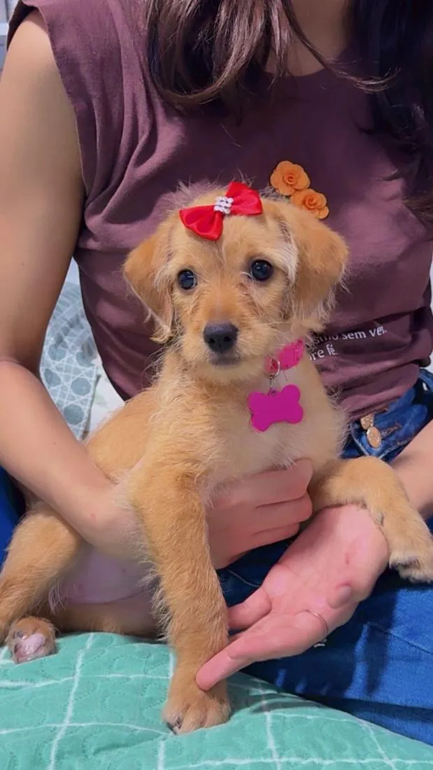 Cachorro raça SRD-ViraLata idade 2 a 6 meses nome Frida