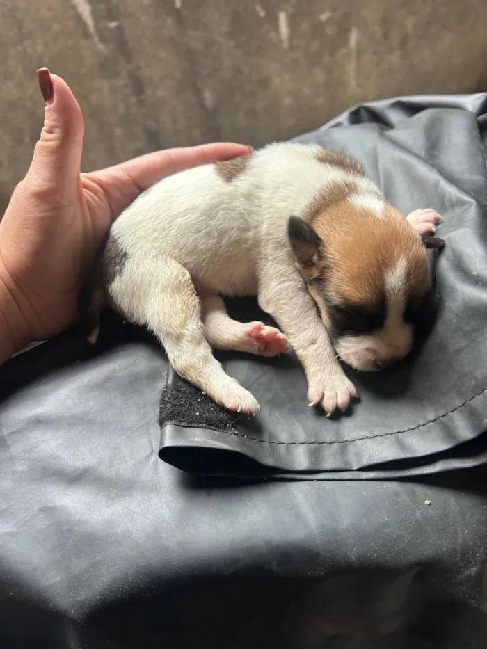 Cachorro raça SRD-ViraLata idade Abaixo de 2 meses nome Mello