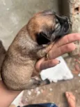 Zinho