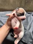 Leaozinho 