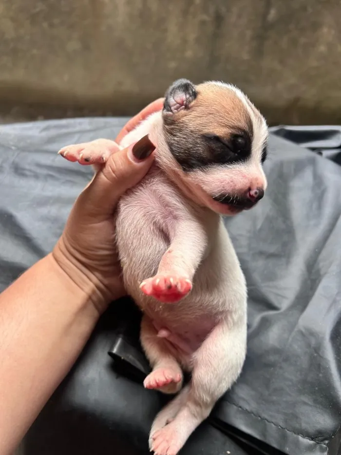Cachorro raça SRD-ViraLata idade Abaixo de 2 meses nome Leaozinho 