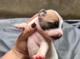 Leaozinho 