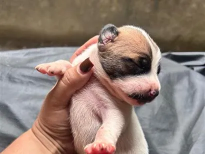 Cachorro raça SRD-ViraLata idade Abaixo de 2 meses nome Leaozinho 