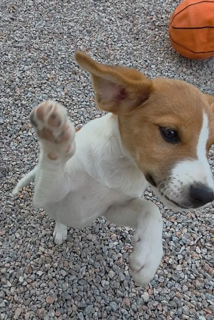 Cachorro raça SRD-ViraLata idade 2 a 6 meses nome Malhado