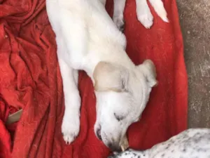 Cachorro raça SRD-ViraLata idade 2 a 6 meses nome Filhotes de cachorro diversos 