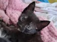 gata