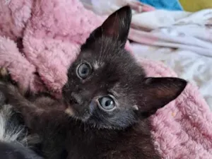 Gato raça SRD-ViraLata idade 2 a 6 meses nome gata