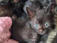 gato