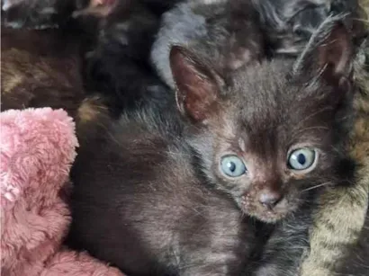 Gato raça SRD-ViraLata idade 2 a 6 meses nome gato