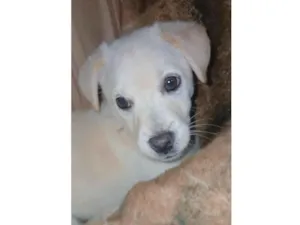 Cachorro raça SRD-ViraLata idade 2 a 6 meses nome Pandora