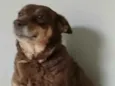 Simba
