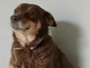 Cachorro raça SRD-ViraLata idade 2 a 6 meses nome Simba