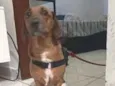 jake