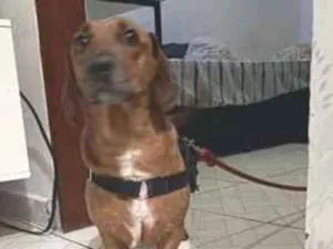 Cachorro raça SRD-ViraLata idade 3 anos nome jake