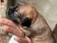 Zinho