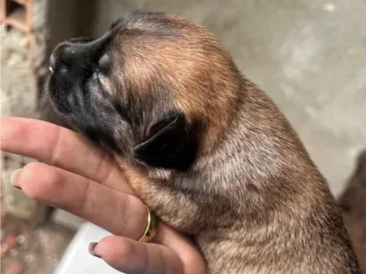 Cachorro raça SRD-ViraLata idade Abaixo de 2 meses nome Zinho