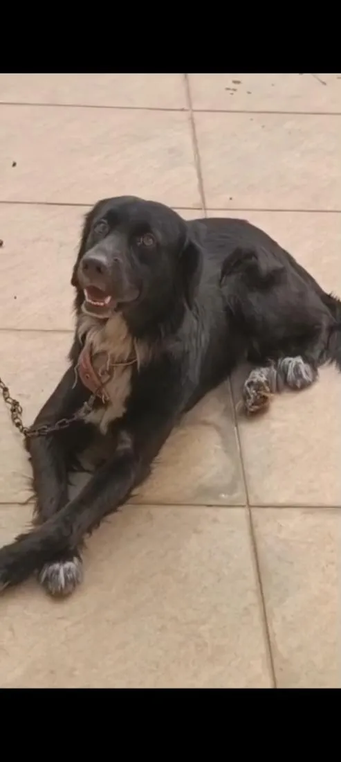 Cachorro raça Boxer idade 1 ano nome Bob