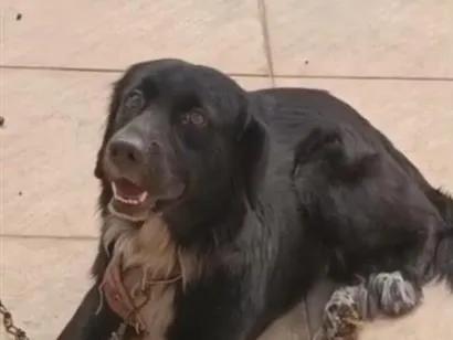Cachorro raça Boxer idade 1 ano nome Bob